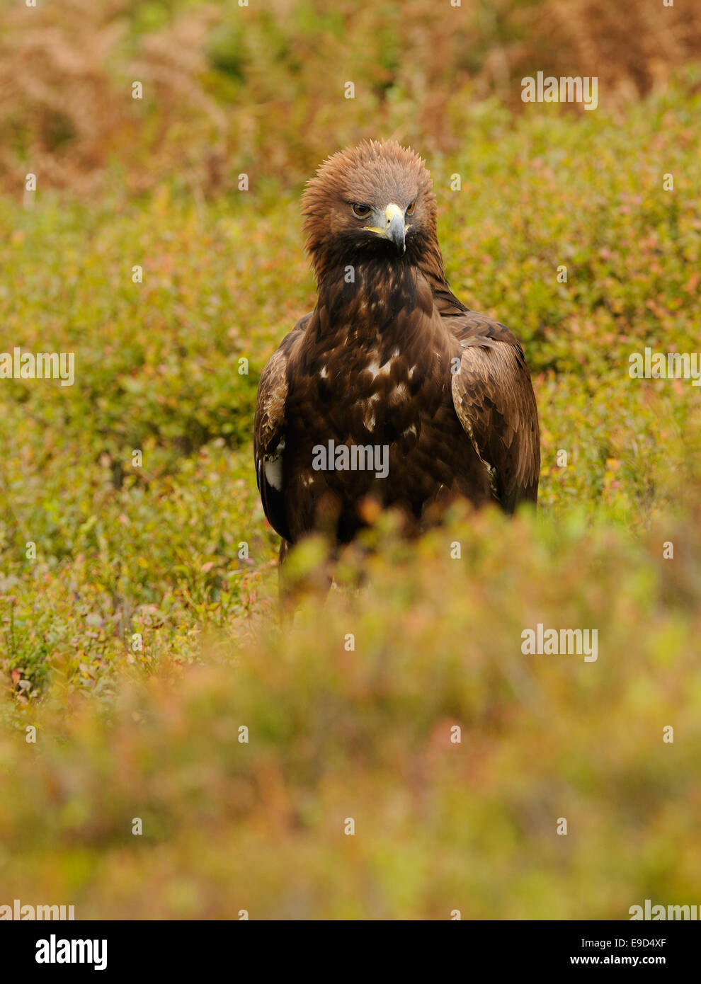 Golden Eagle, nel mezzo di autunno vegetazione colorata in mostra il suo fiero o angriness mettendo la corona di piume Foto Stock