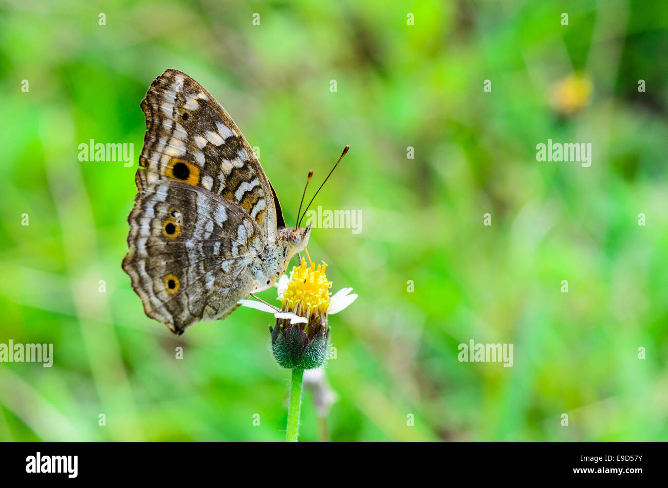 Pansy limone, Close up di un marrone butterfly modellato con grande 'occhio' macchie sulle sue ali in Thailandia Foto Stock