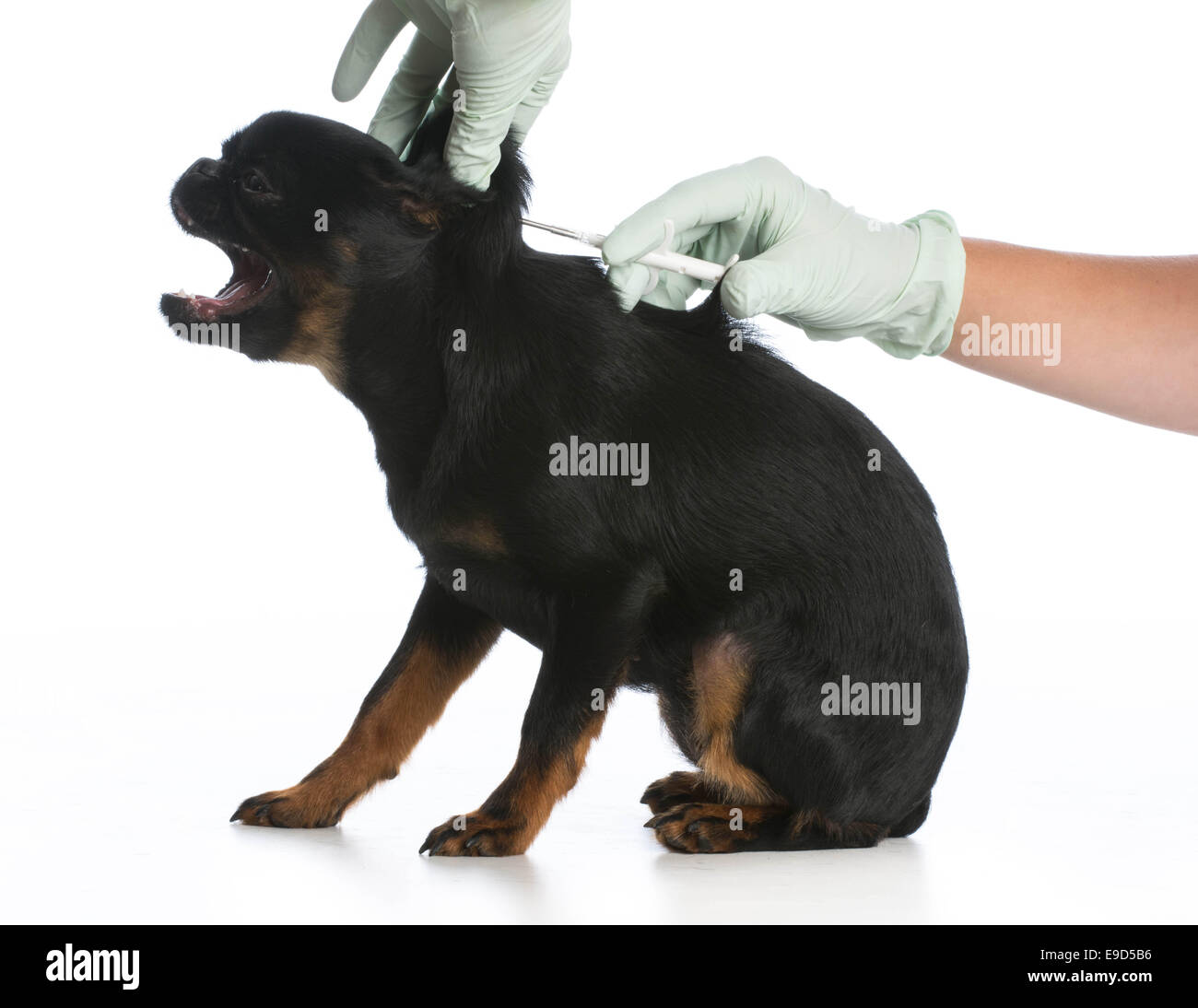 Essere cane vaccinati o dotati di microchip Foto Stock