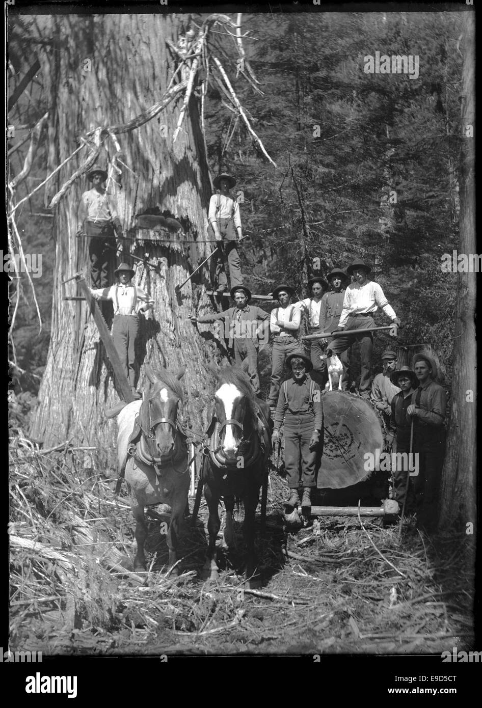 Una fotografia storica del 1803 raffigurante i taglialegna con le loro attrezzature. Questa immagine mostra i primi giorni di disboscamento nella regione, con i lavoratori impegnati nel processo di abbattimento degli alberi. Foto Stock