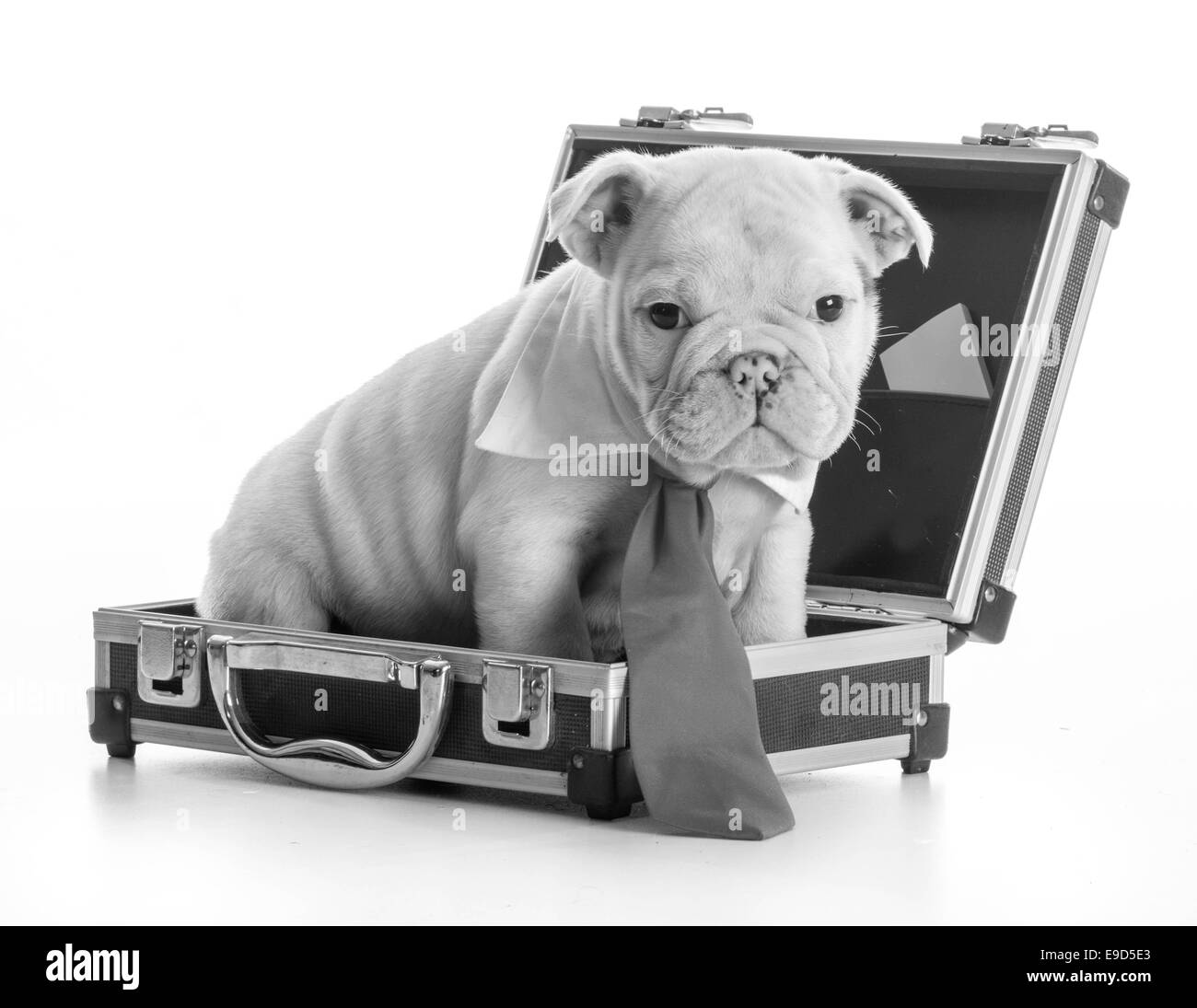 Bulldog inglese cucciolo che indossa cravatta seduti all'interno della valigetta ventiquattrore su sfondo bianco Foto Stock