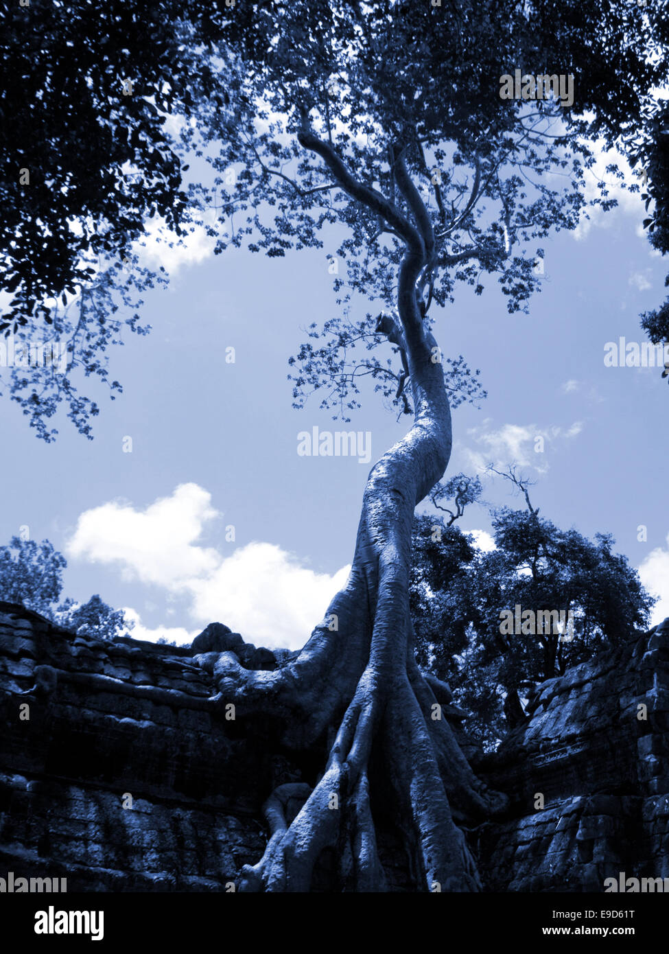 Molto interessante albero dal tempio cambogiano Foto Stock