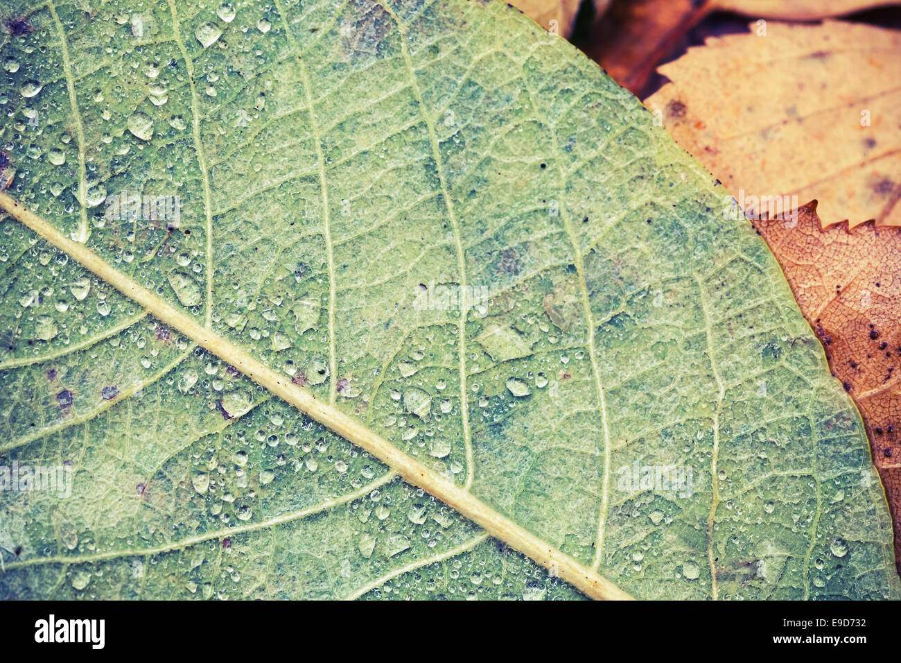 Caduta foglie nella foresta autunnale con gocce d'acqua. Retrò tonico effetto filtro Foto Stock