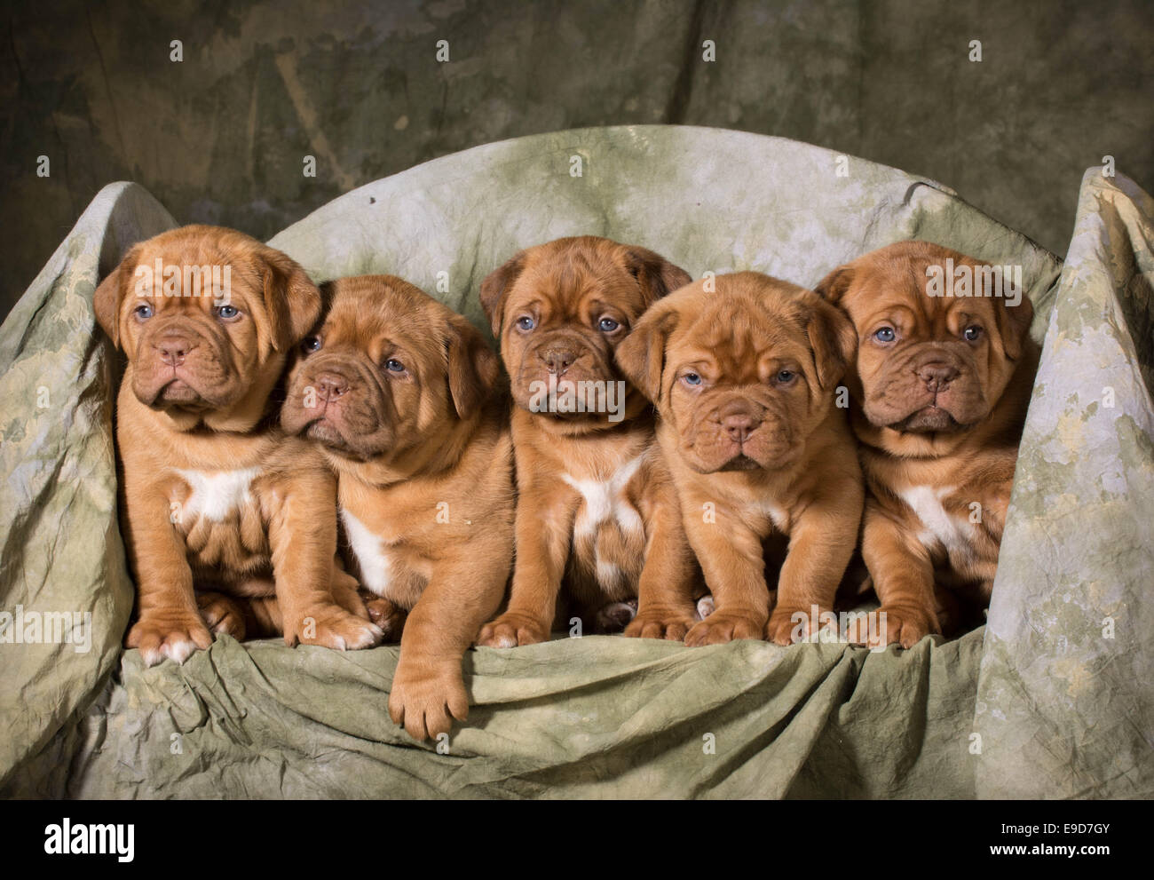 Cucciolata di Dogue de Bordeaux cuccioli - 5 settimane Foto Stock
