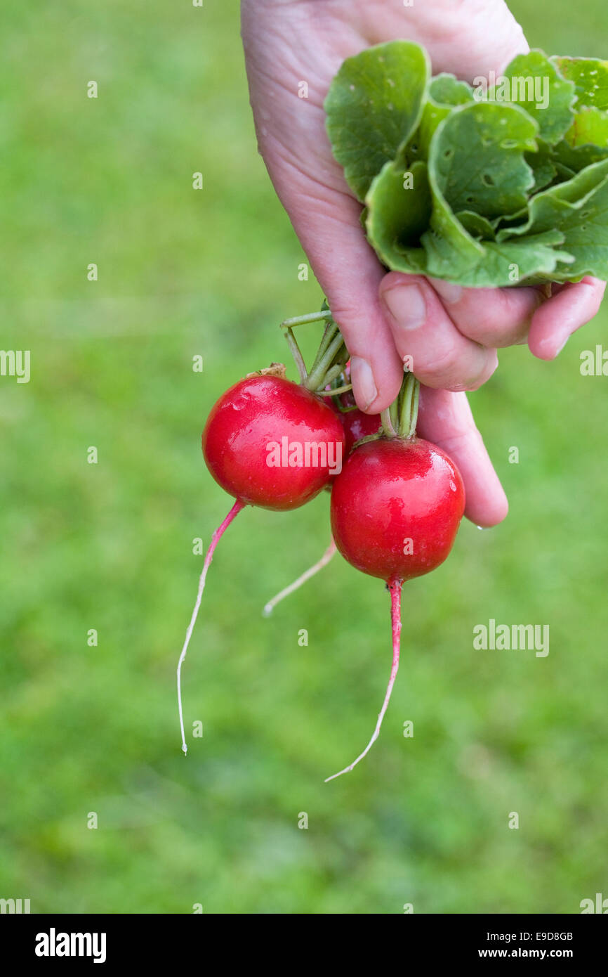 Appena raccolto e lavato ravanelli. Foto Stock