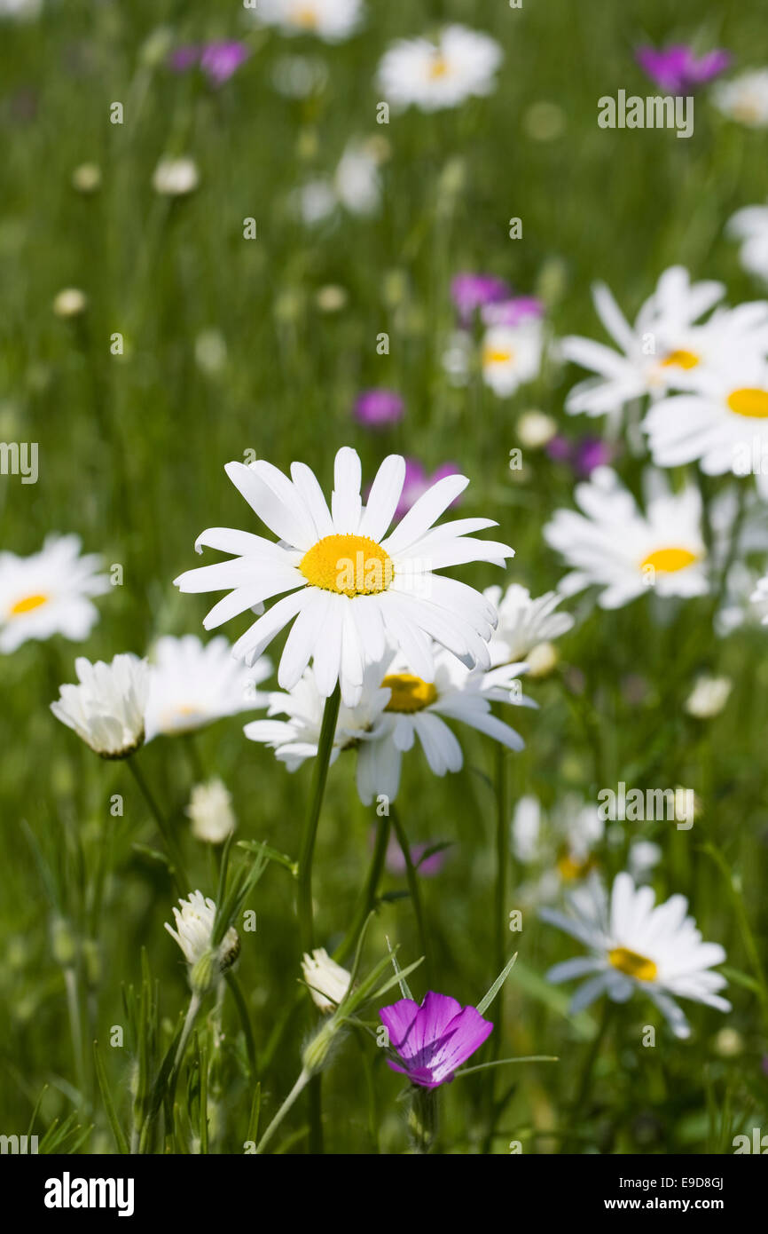 Leucanthemum vulgare in un prato di fiori selvaggi in estate. Foto Stock