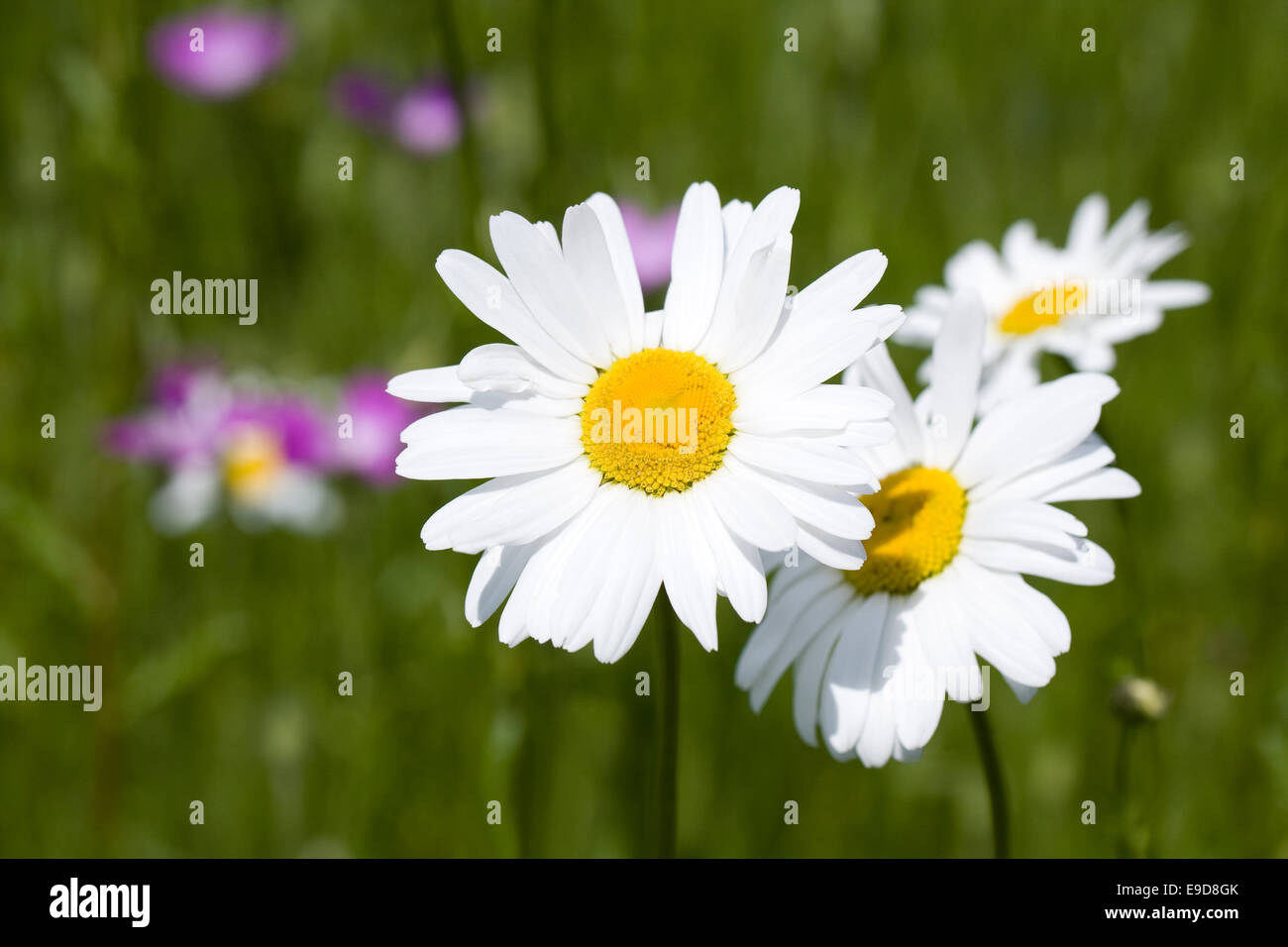 In un prato di fiori selvaggi in estate. Foto Stock