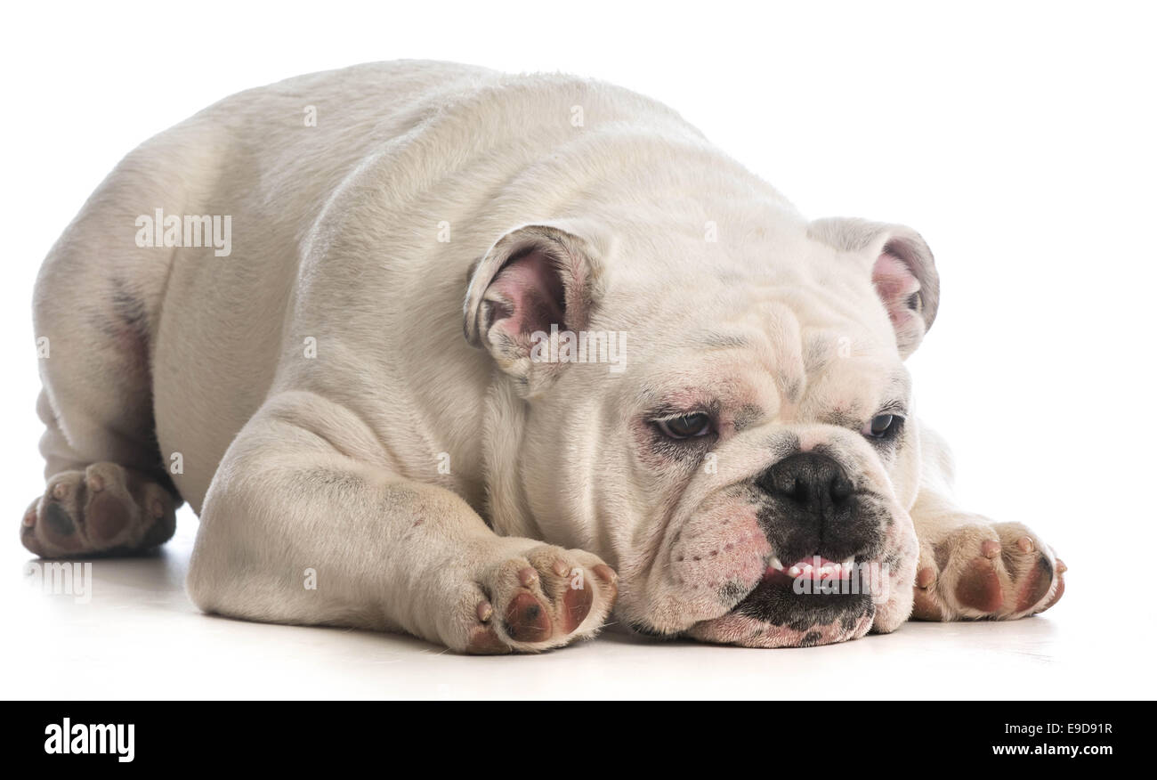 Funny dog - Bulldog inglese con espressione divertente su bianco backgroun Foto Stock