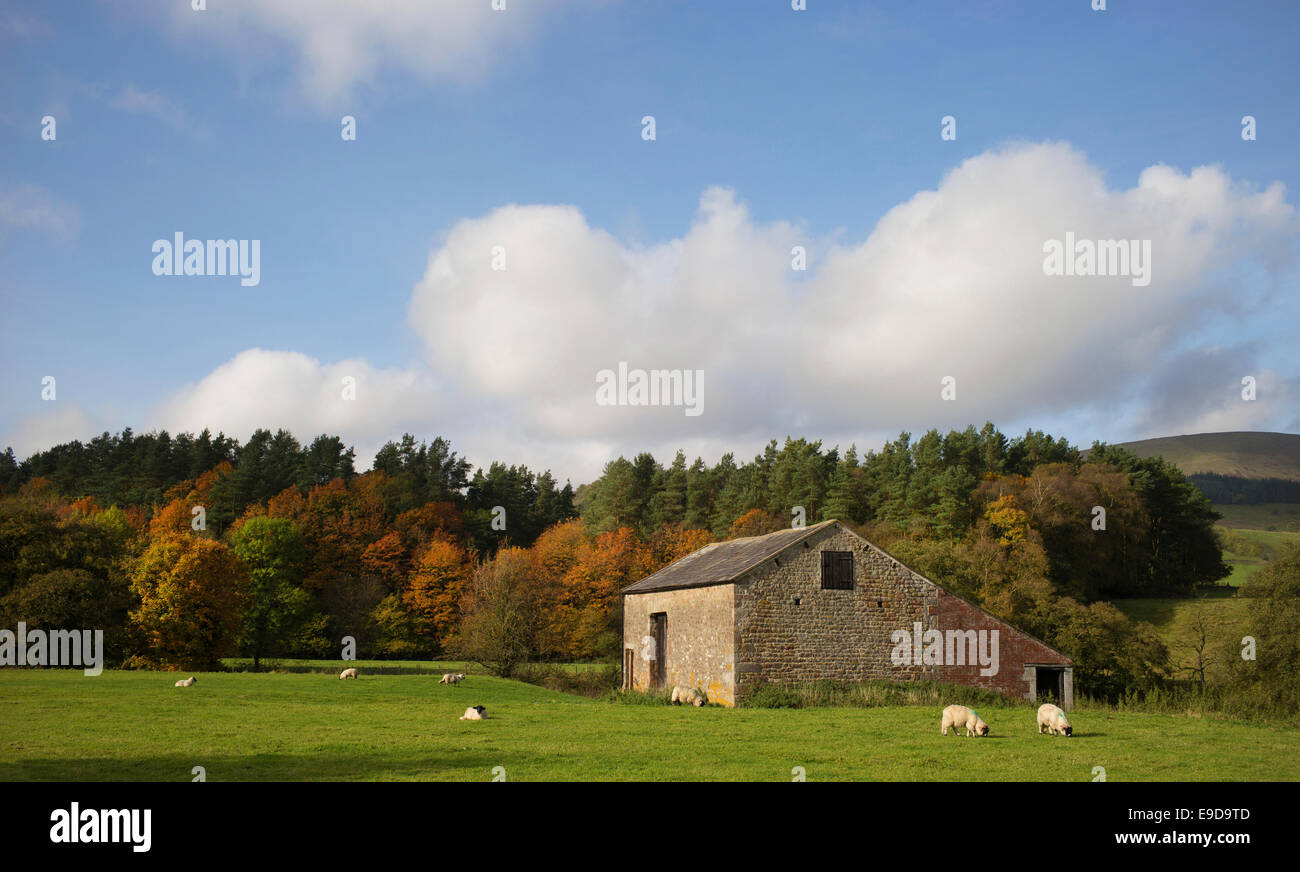 Foresta di Bowland farmland, Lancashire, Regno Unito. Foto Stock