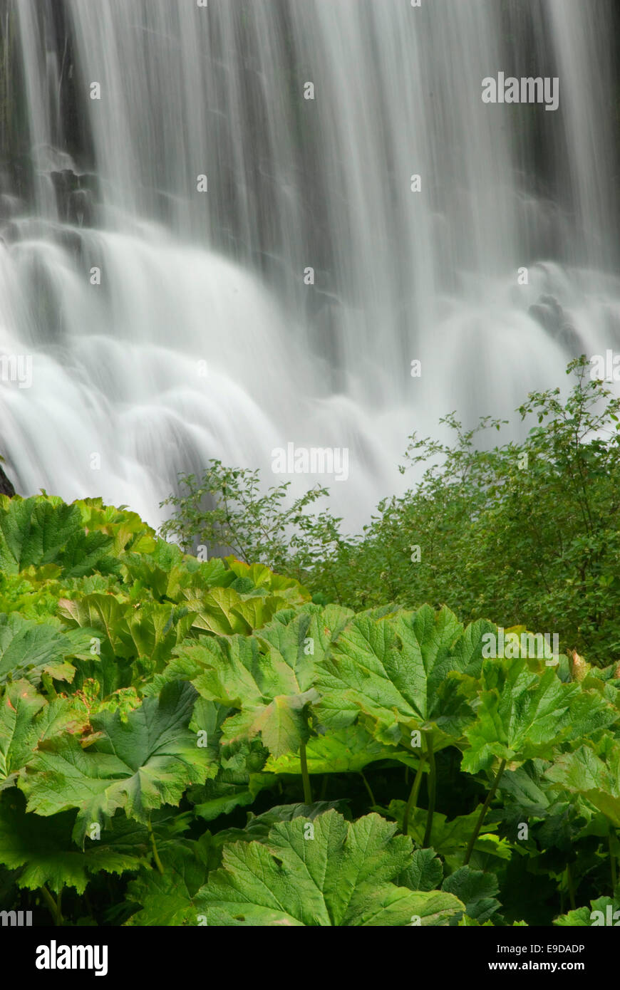 Medio McCloud Falls, Shasta-Trinity National Forest, California Foto Stock