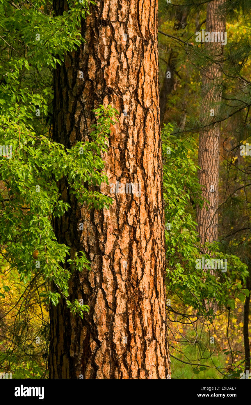 Ponderosa Pine, Pollard Gulch giorno utilizzare Area, Shasta-Trinity National Forest, California Foto Stock