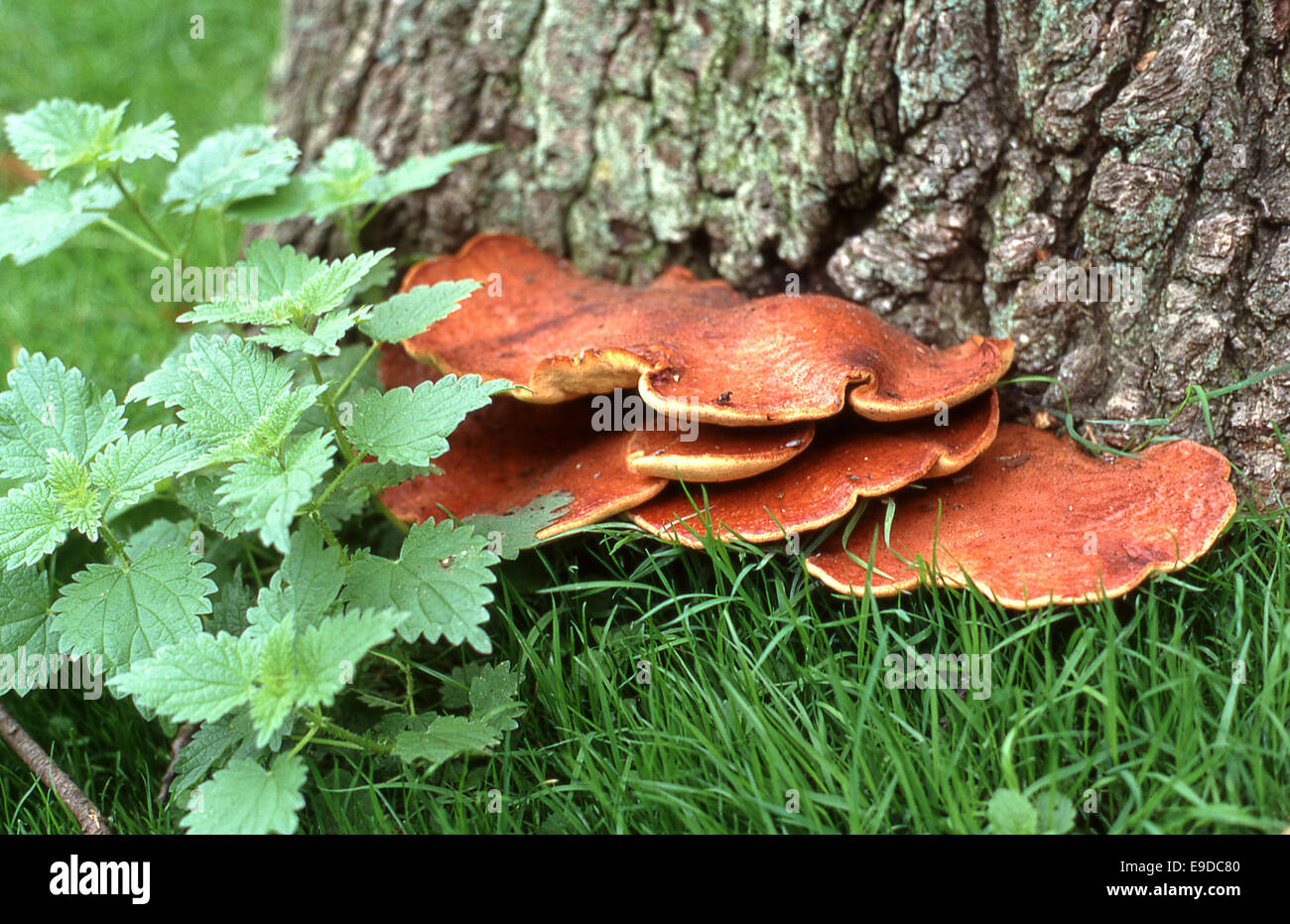 La staffa o mensola fungo (Basidiomycota) e ortica (Urtica dioica) a base di quercia (Quercus) Foto Stock