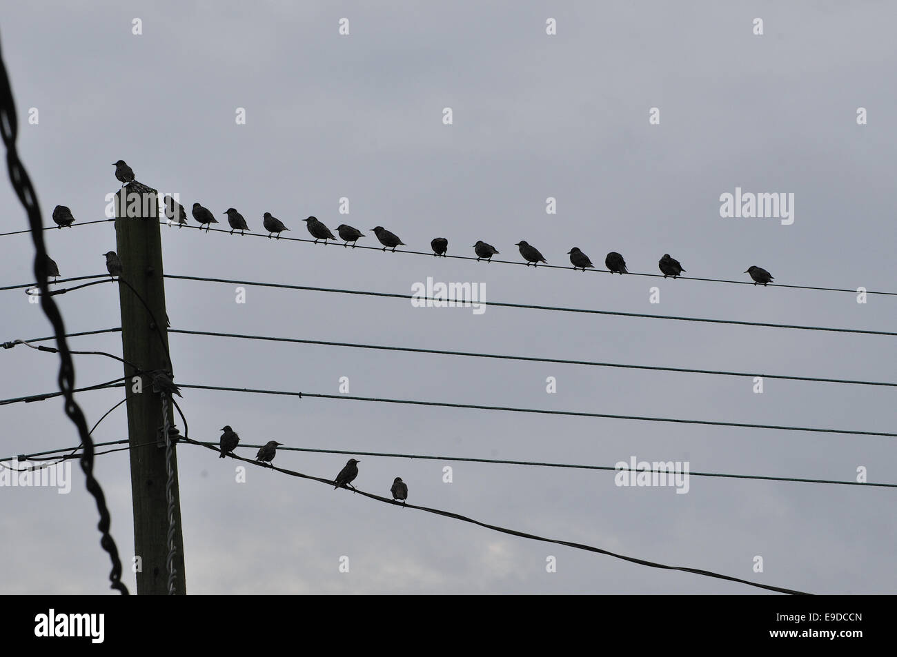 Birds on a Wire Foto Stock