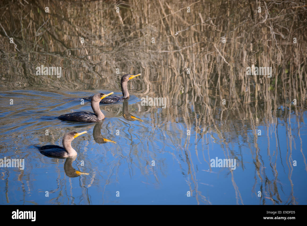 Doppia cormorani crestato Foto Stock