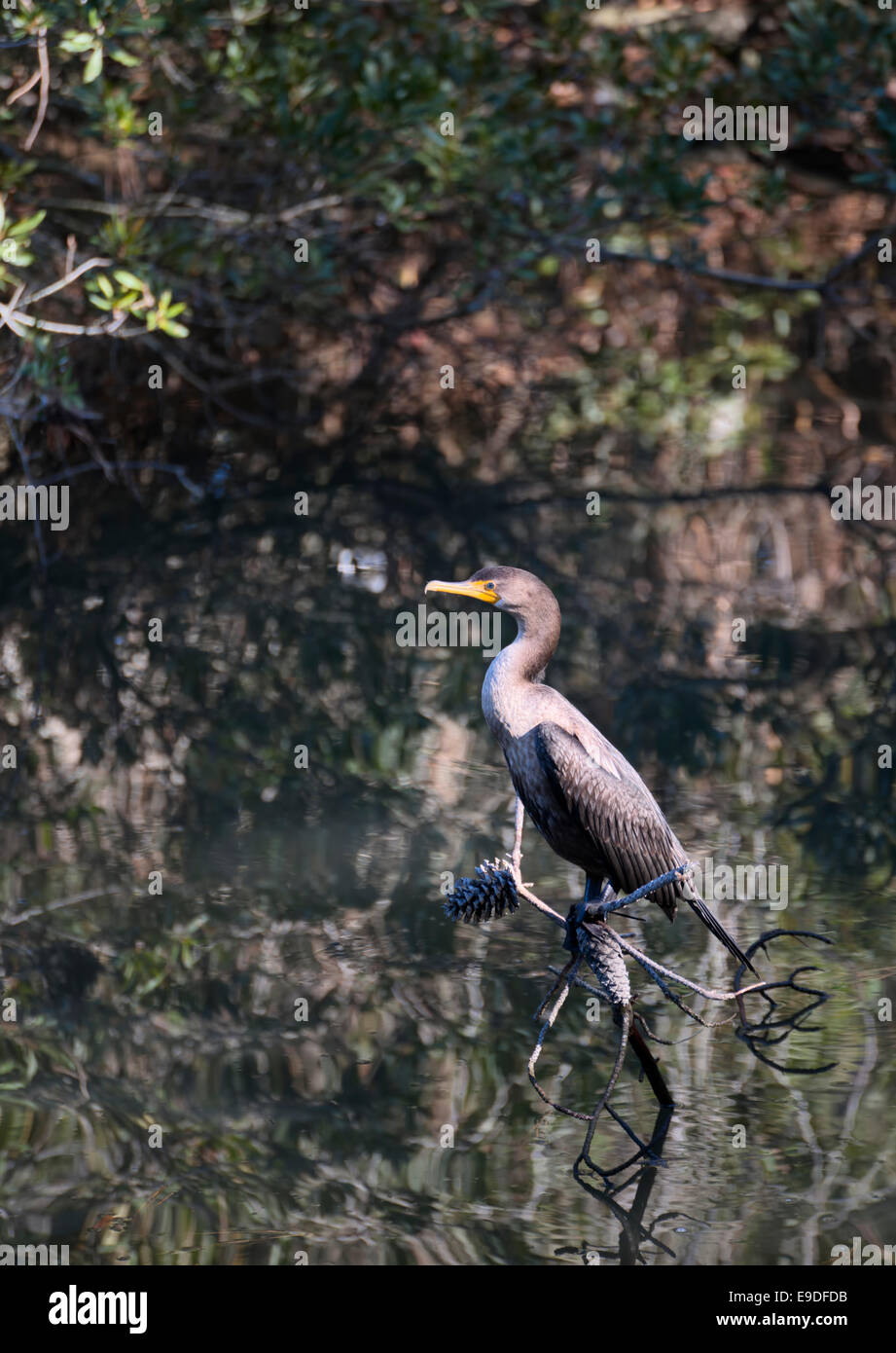 Doppia di cormorani crestato Foto Stock