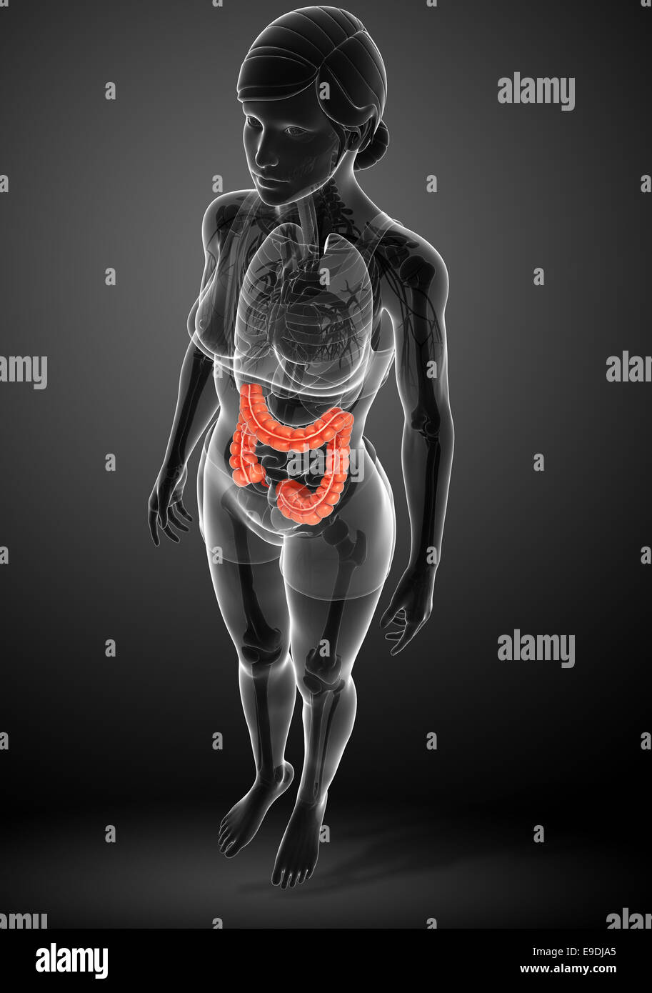 Illustrazione della femmina di intestino crasso anatomia Foto Stock