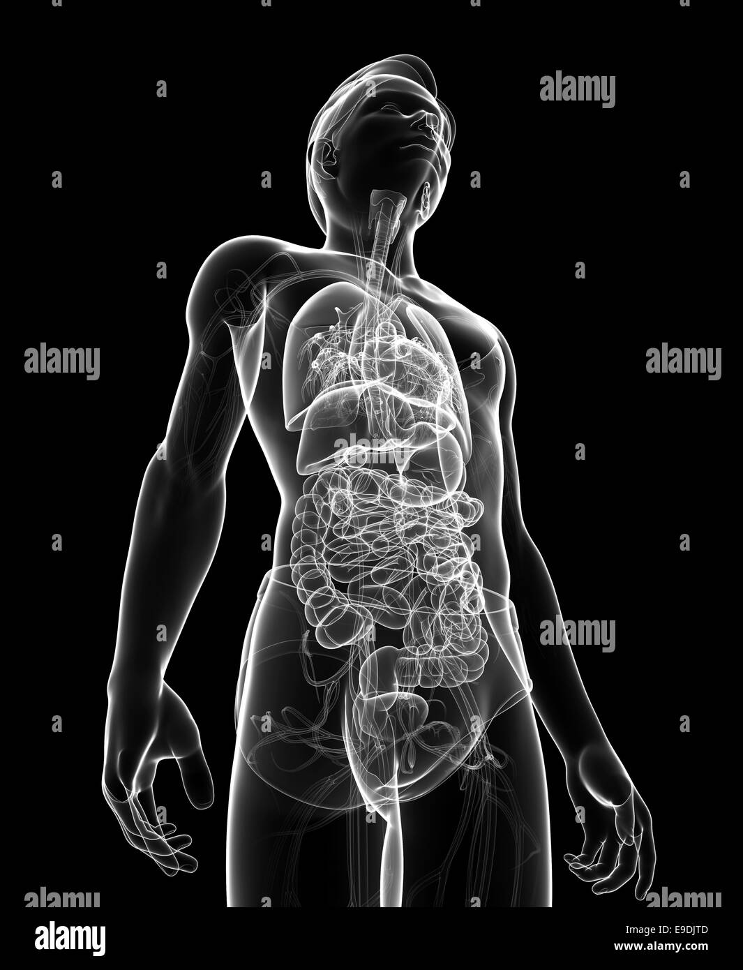 Apparato digerente anatomia Foto Stock