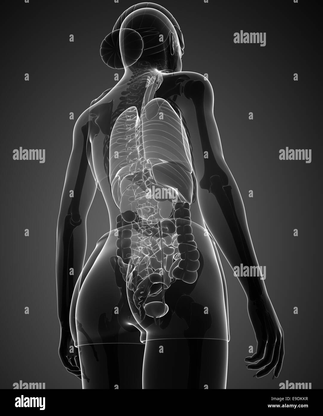 Apparato digerente anatomia Foto Stock