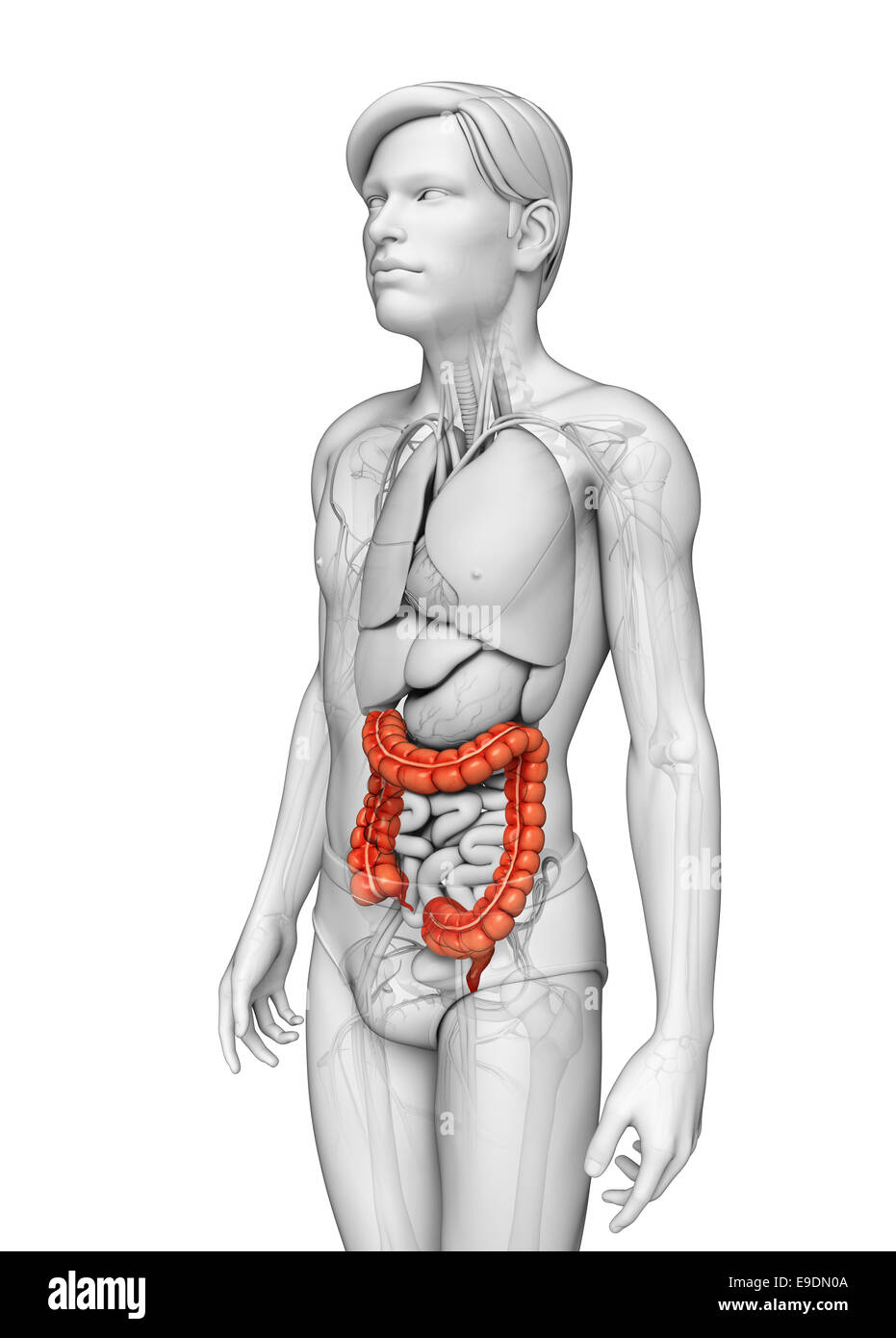 Illustrazione dei maschi di intestino crasso anatomia Foto Stock