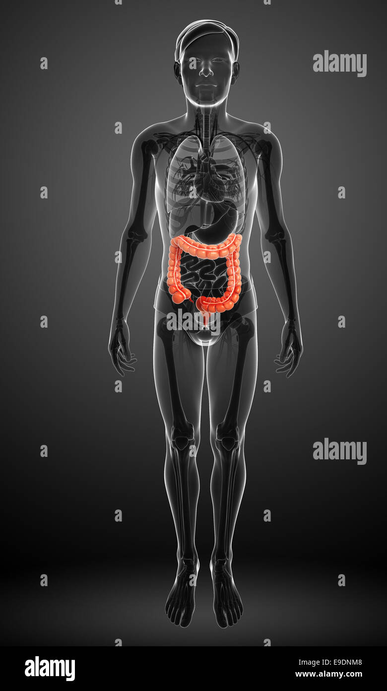 Illustrazione dei maschi di intestino crasso anatomia Foto Stock