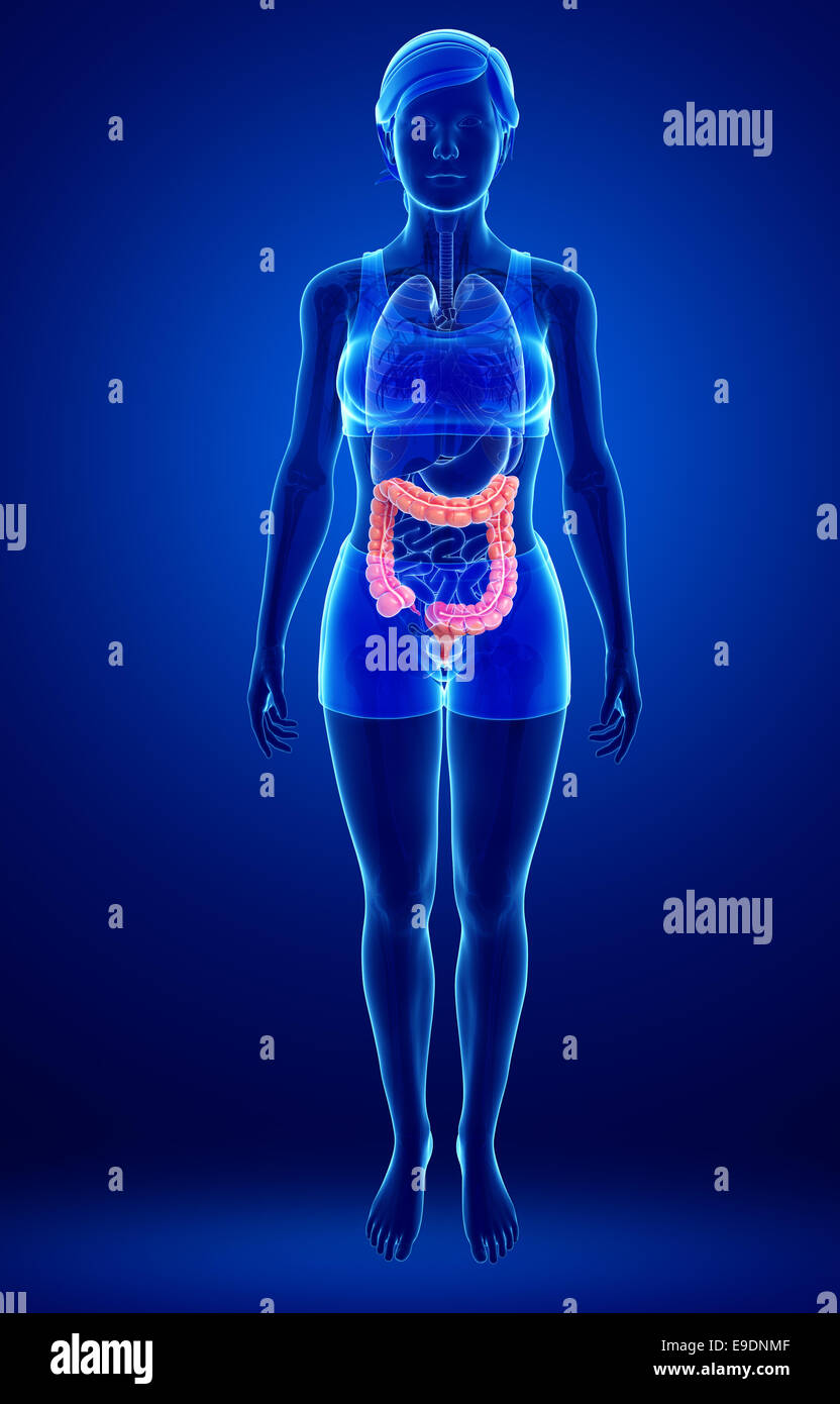 Illustrazione della femmina di intestino crasso anatomia Foto Stock