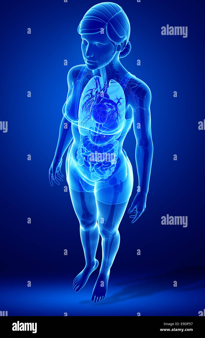 Apparato digerente anatomia Foto Stock