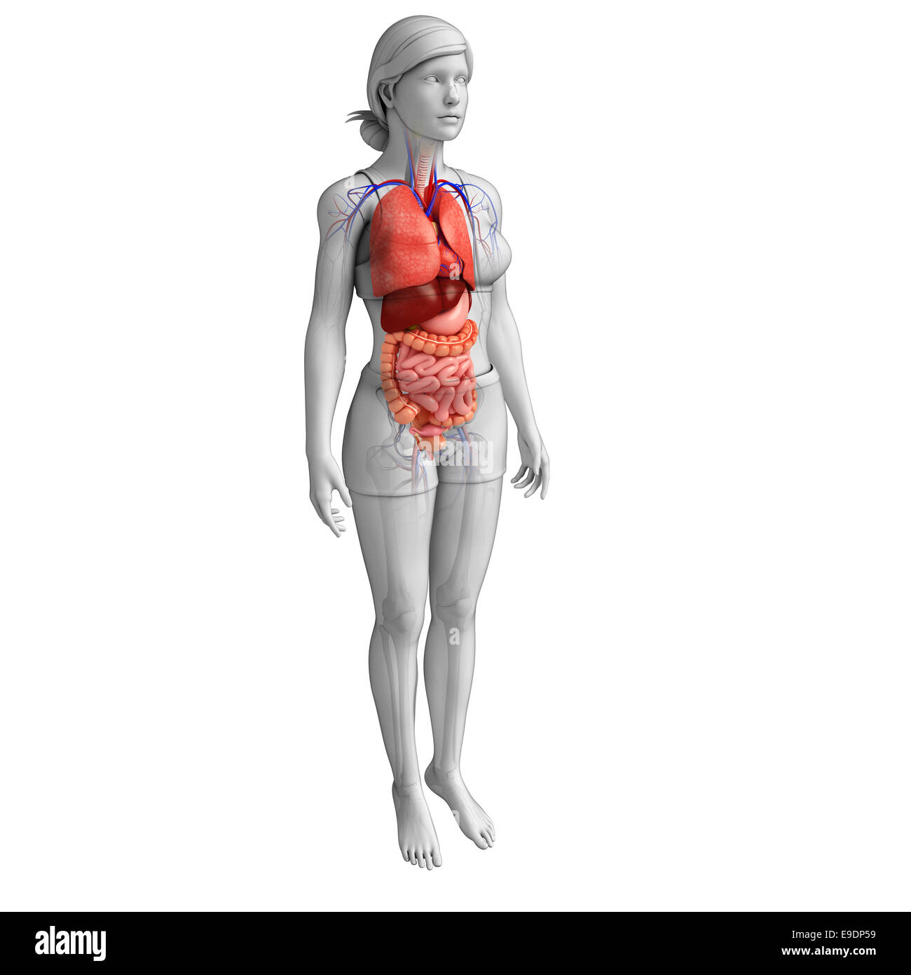 Apparato digerente anatomia Foto Stock
