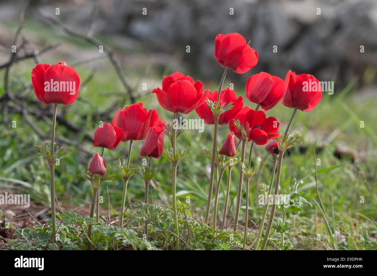 Un gruppo di Persiano Rosso (o turbante) Renoncules trovato Jerash in Giordania Foto Stock