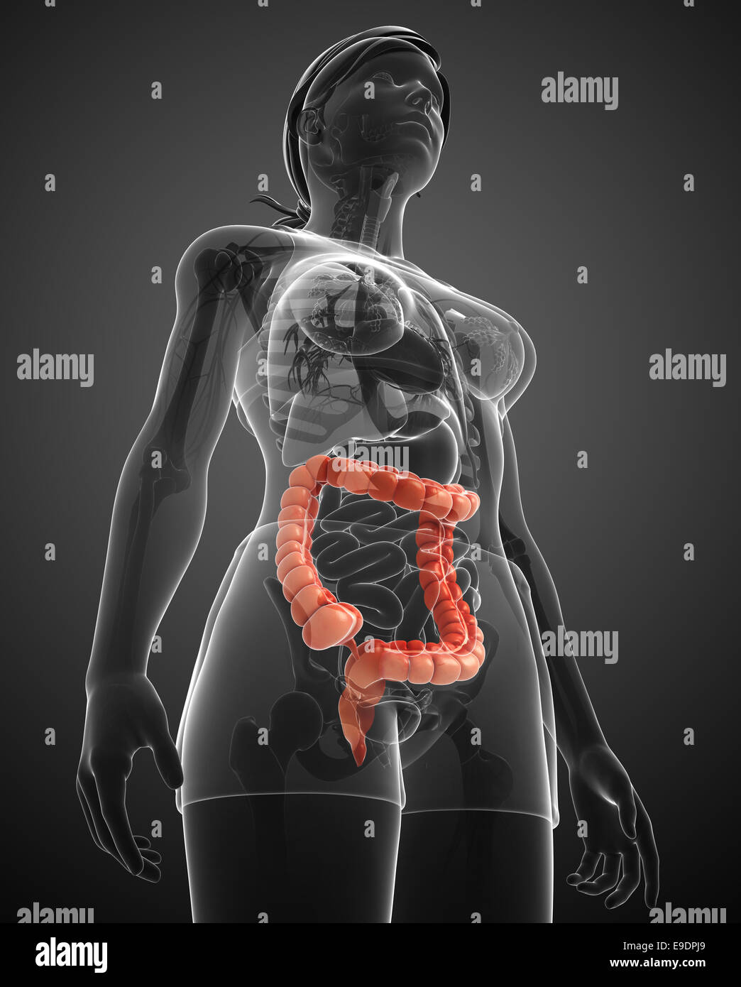 Illustrazione della femmina di intestino crasso anatomia Foto Stock