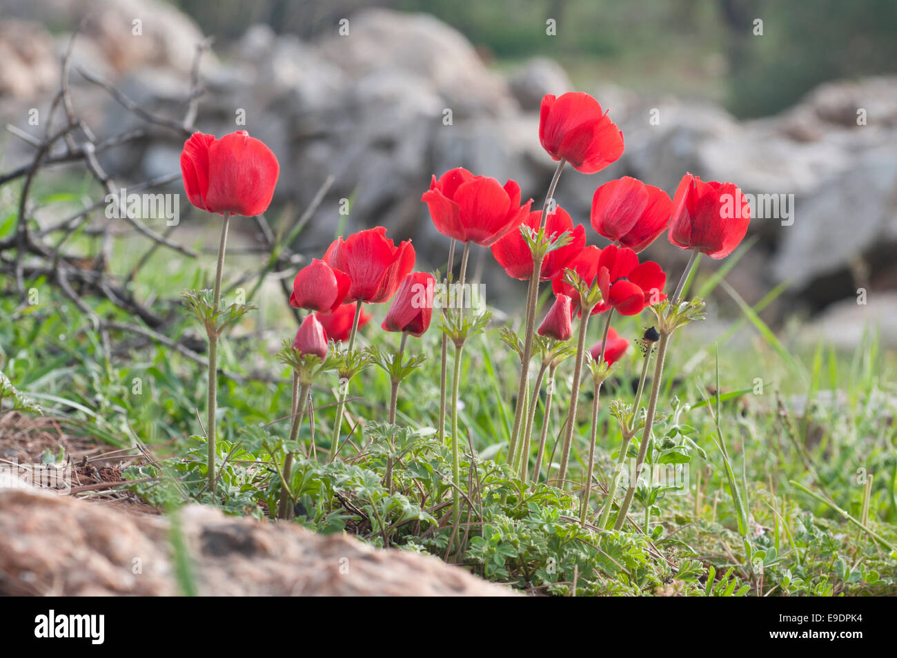 Un gruppo di Persiano Rosso (o turbante) Renoncules trovato Jerash in Giordania Foto Stock