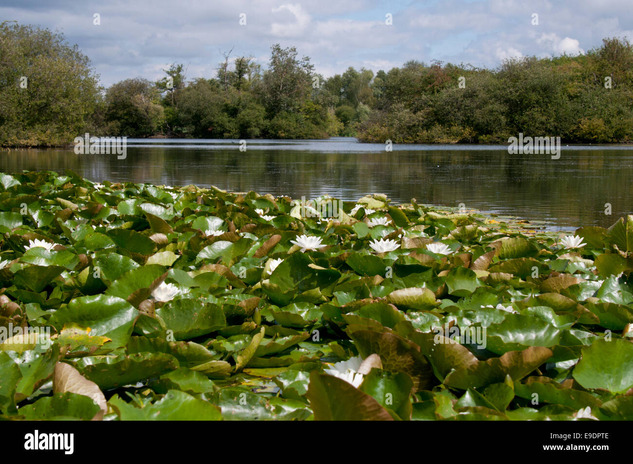 Una massa di White Water Lilies On Bowyers lago, un ex cava di ghiaia, a Cheshunt, Herts Foto Stock