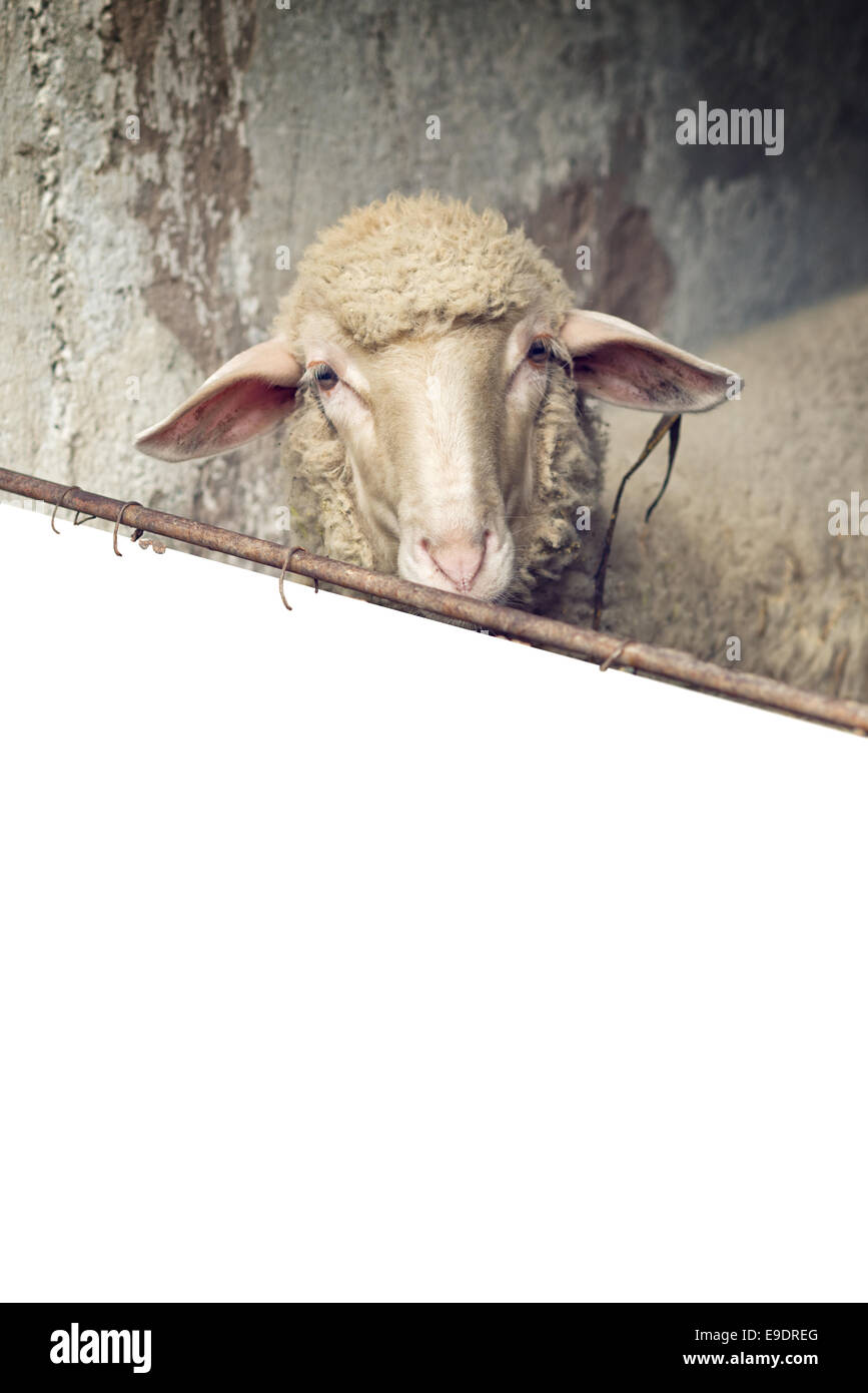 Pecore in un granaio guardando fuori dietro il recinto come copia di spazio. Foto Stock