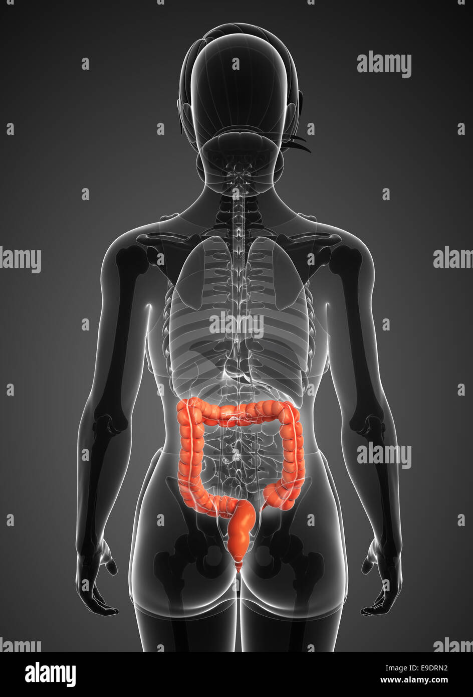 Illustrazione della femmina di intestino crasso anatomia Foto Stock