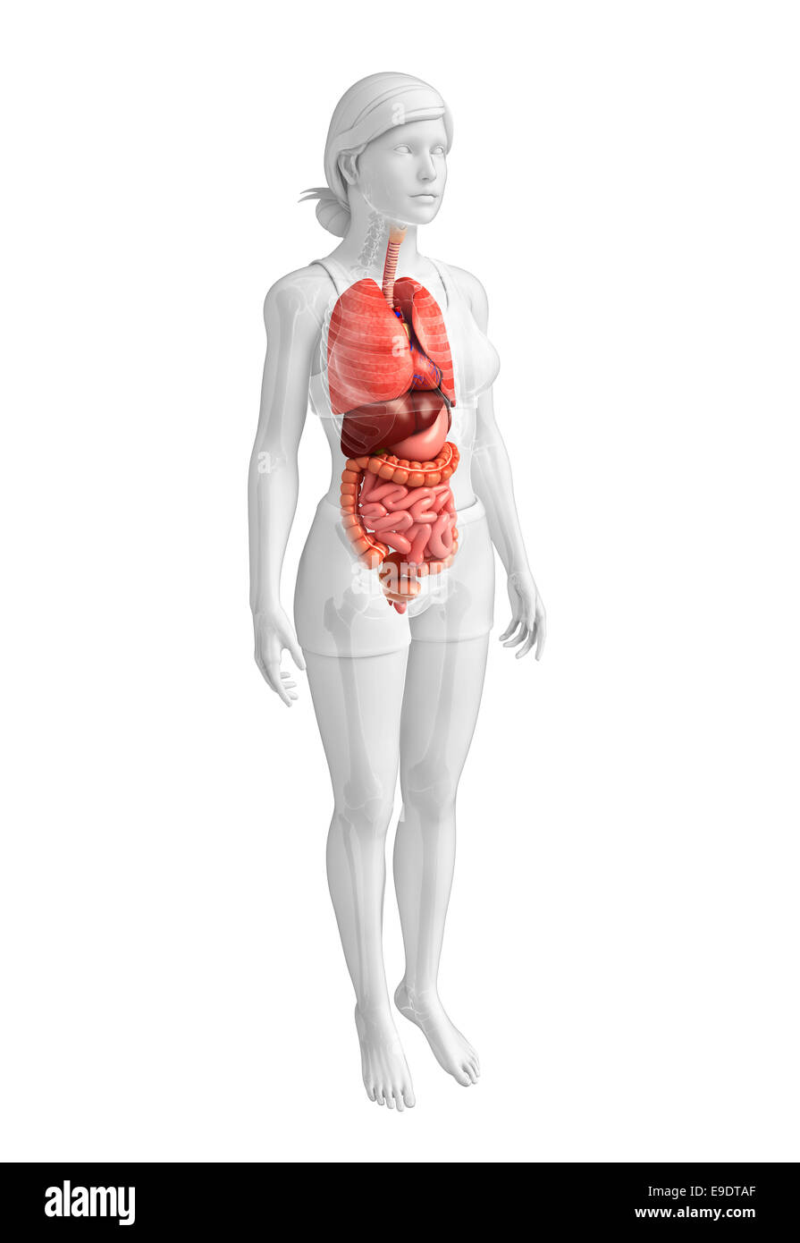 Apparato digerente anatomia Foto Stock