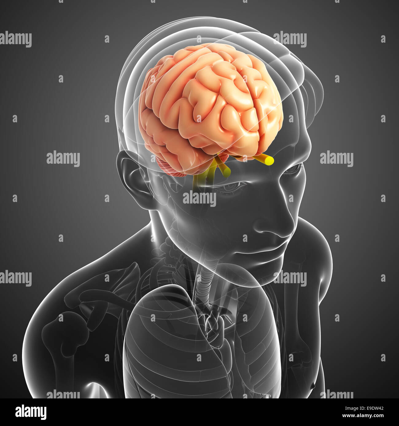 Illustrazione del cervello umano anatomia Foto Stock