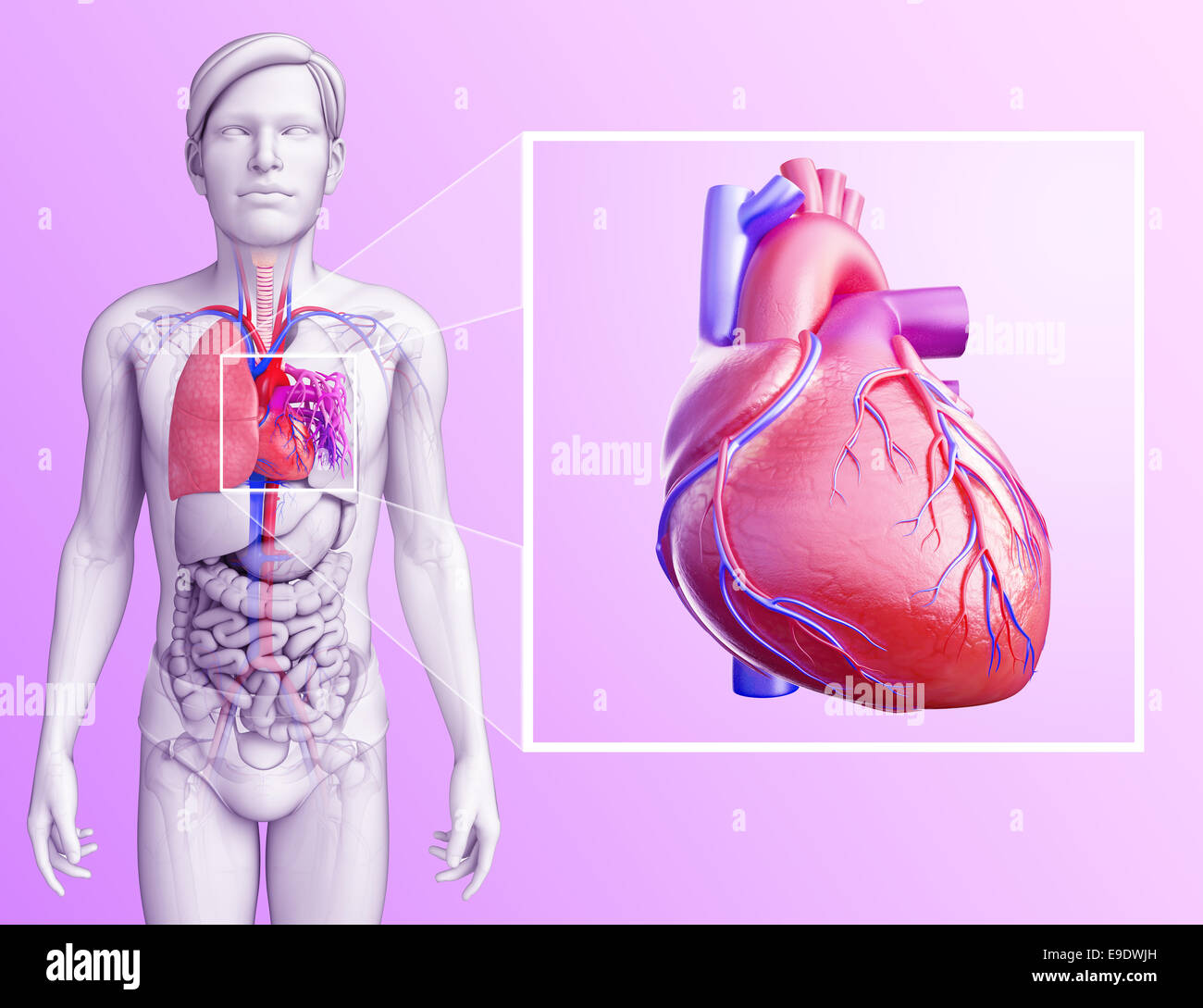 Illustrazione dei polmoni umani anatomia Foto Stock
