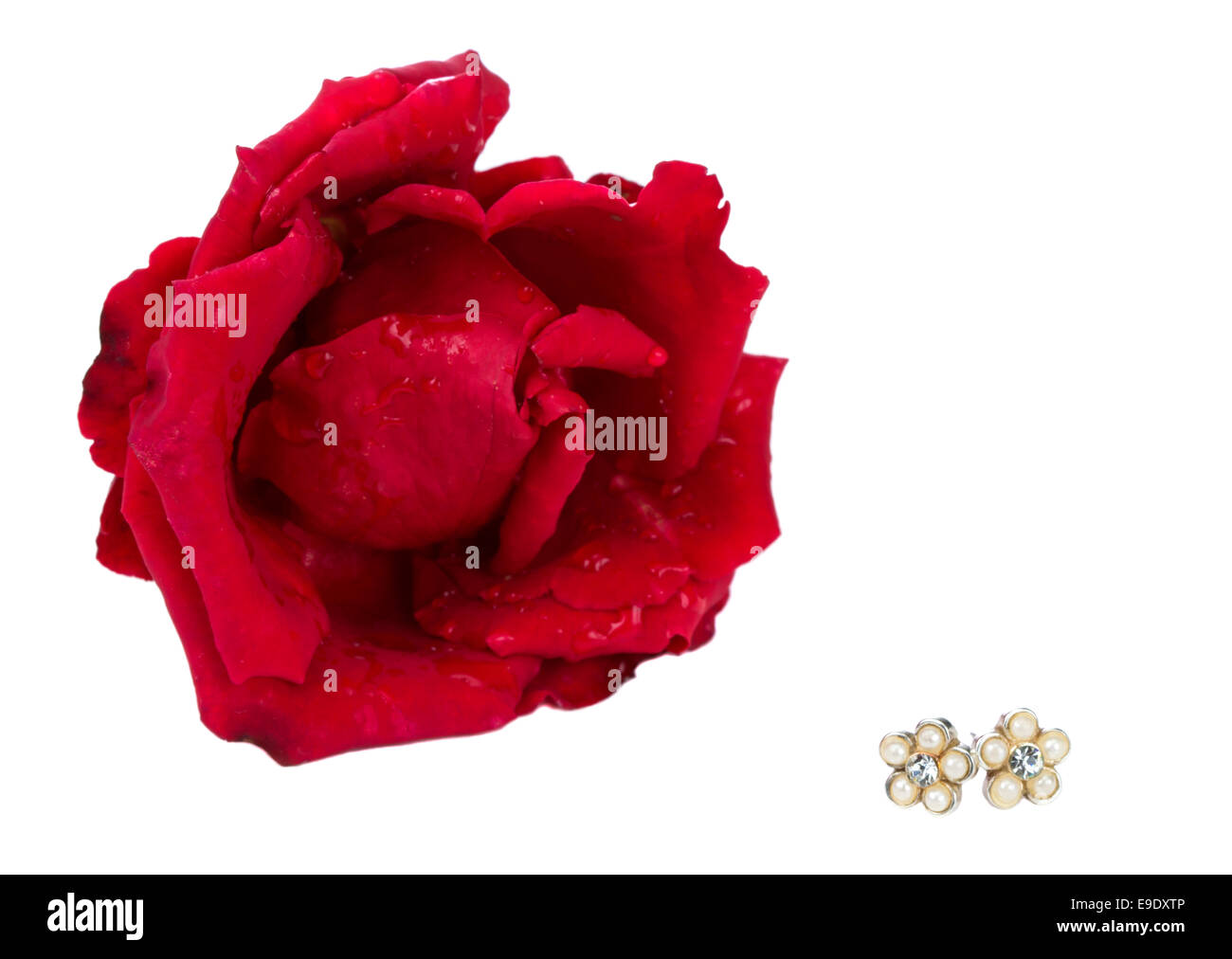 Orecchini vintage e una rosa rossa con gocce d'acqua isolati su sfondo bianco Foto Stock
