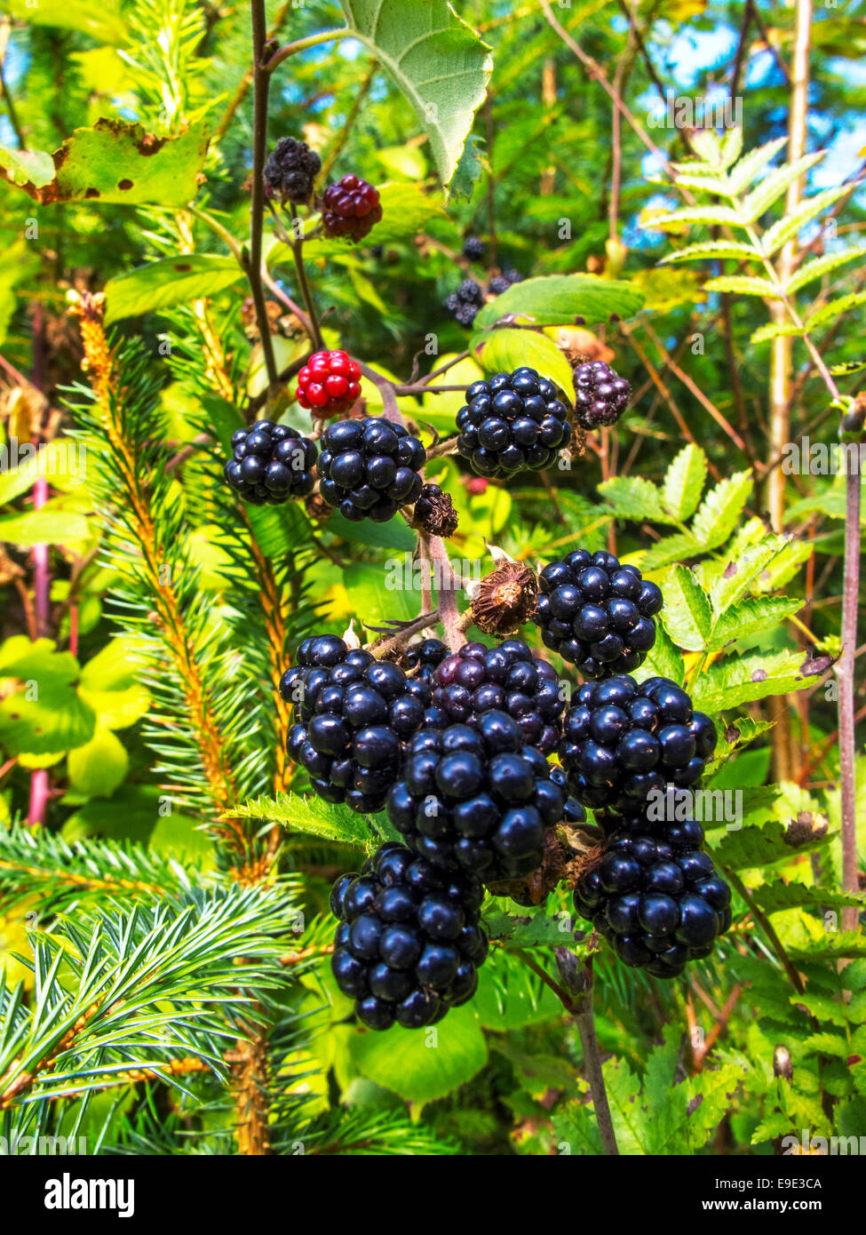 More di rovo che cresce in un ambiente di foresta. Foto Stock