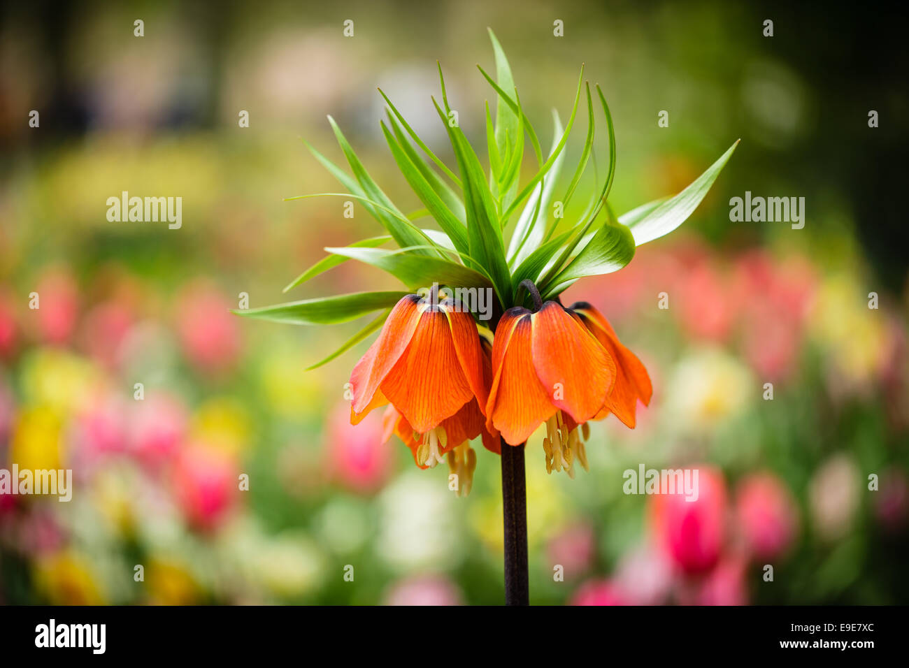 Fritillaria Imperialis Rubra fiore di arancia con pungenti foglie verde leggera profondità di campo Foto Stock