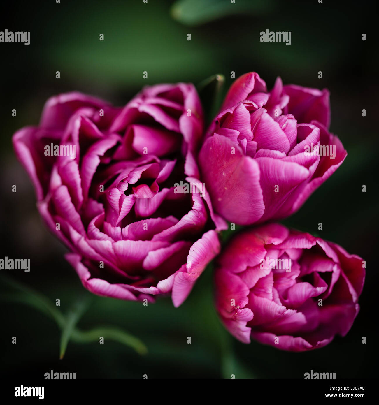 Rosa tulipani viola sfondo verde Shallow DOF Square Foto Stock