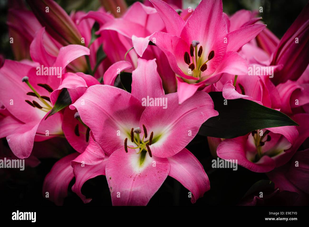 Gigli Tiger Lily rosa gialla DOF poco profondo Foto Stock