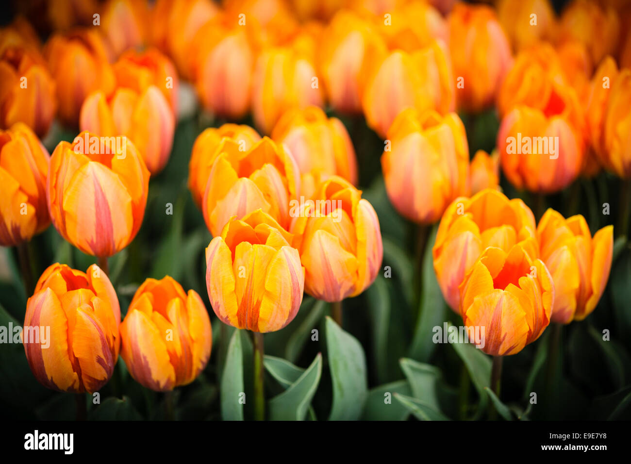 Tulipani arancione molla leggera profondità di campo Foto Stock