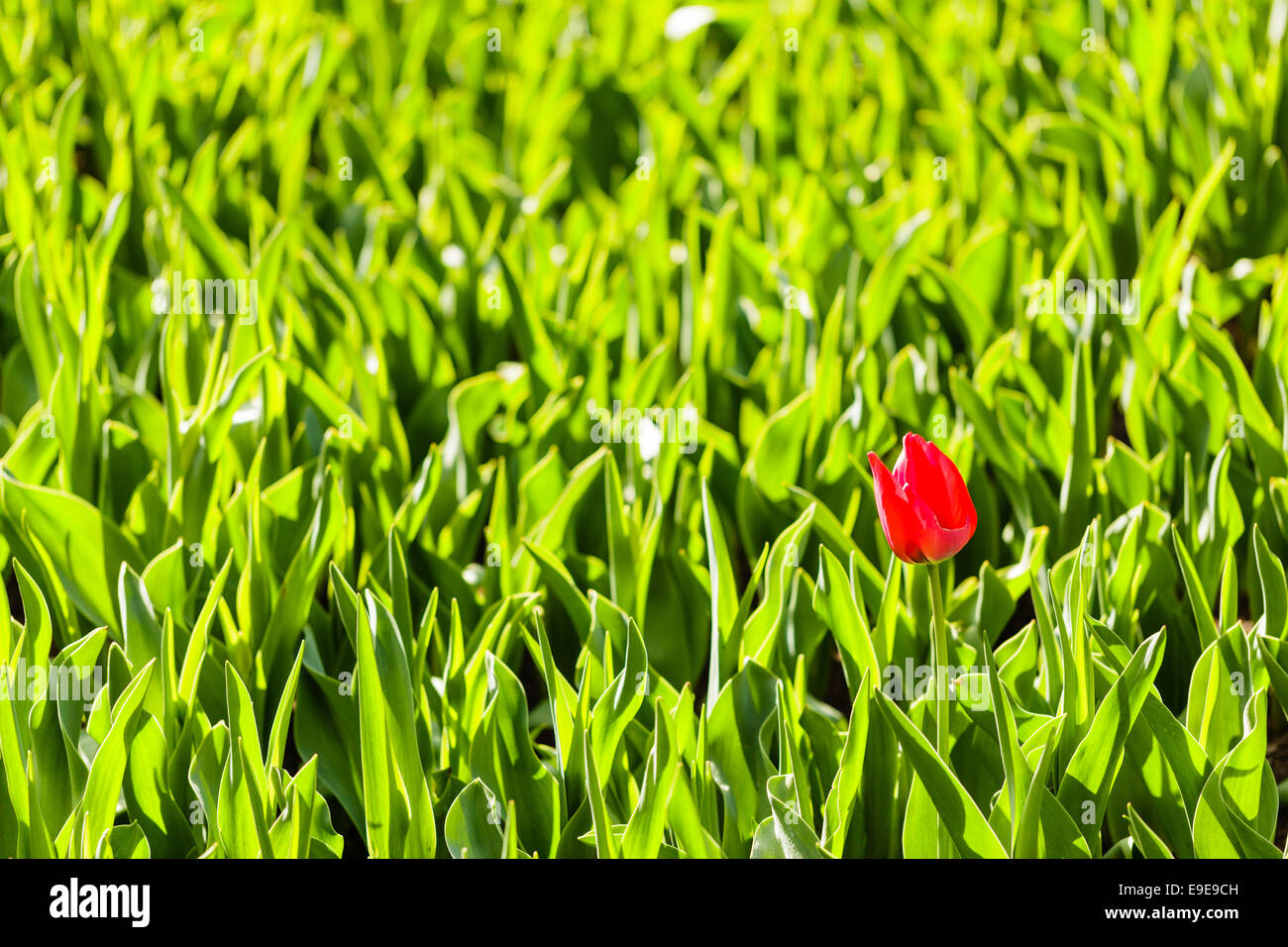 Retro-illuminato rosso tulip contro il verde delle foglie sole di primavera Foto Stock