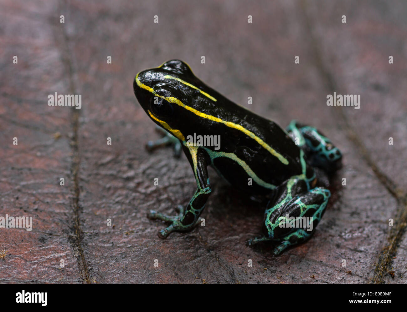 Un veleno dart (rana ranitomeya ventrimaculata) su una foglia, la foresta pluviale amazzonica del Perù. Foto Stock