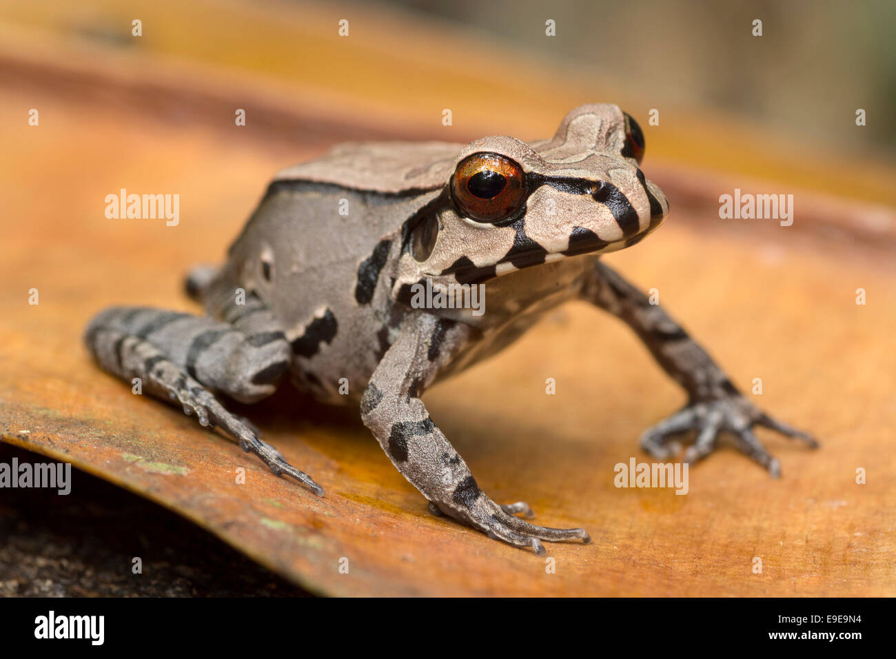 Smokey Jungle Rana su una foglia nella foresta pluviale amazzonica del Perù. Foto Stock