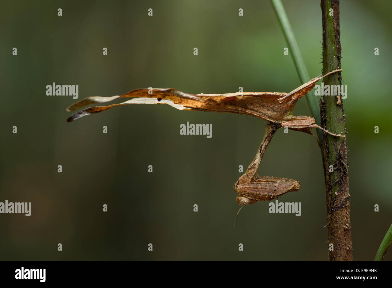 Una mantide religiosa nella foresta pluviale amazzonica del Perù. Foto Stock