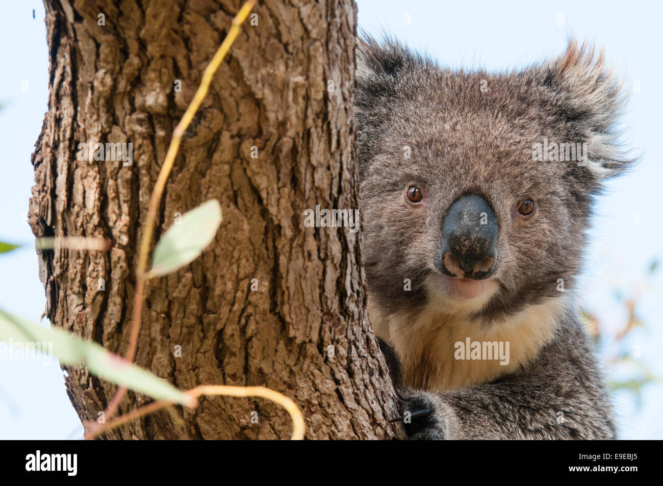 Foto di stock di un koala da peering dietro a un albero Foto Stock