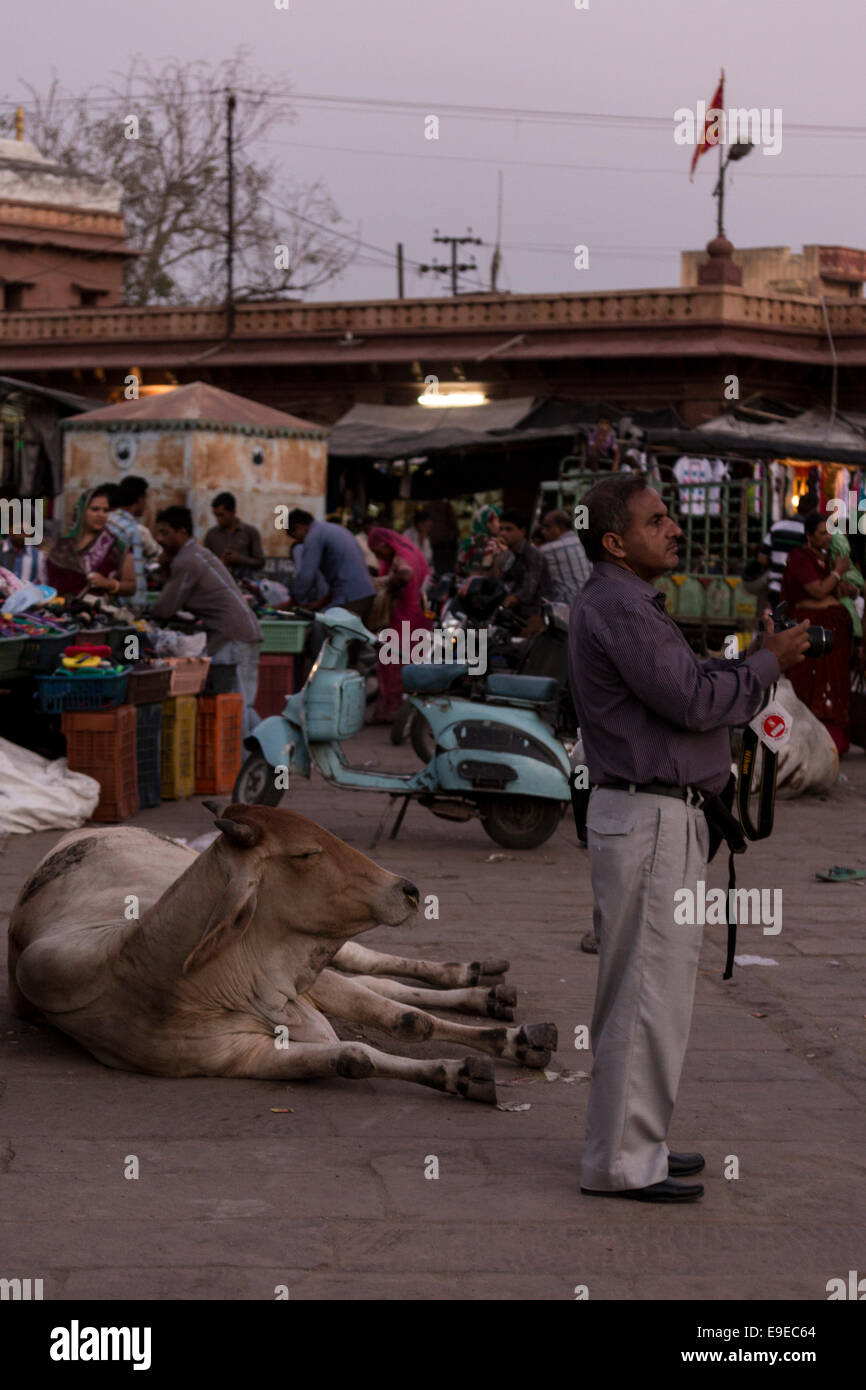 Tourist scattare foto mentre una mucca si trova alle sue spalle. Sardar Mercato - Cirdikot. Jodhpur, Rajasthan, India Foto Stock