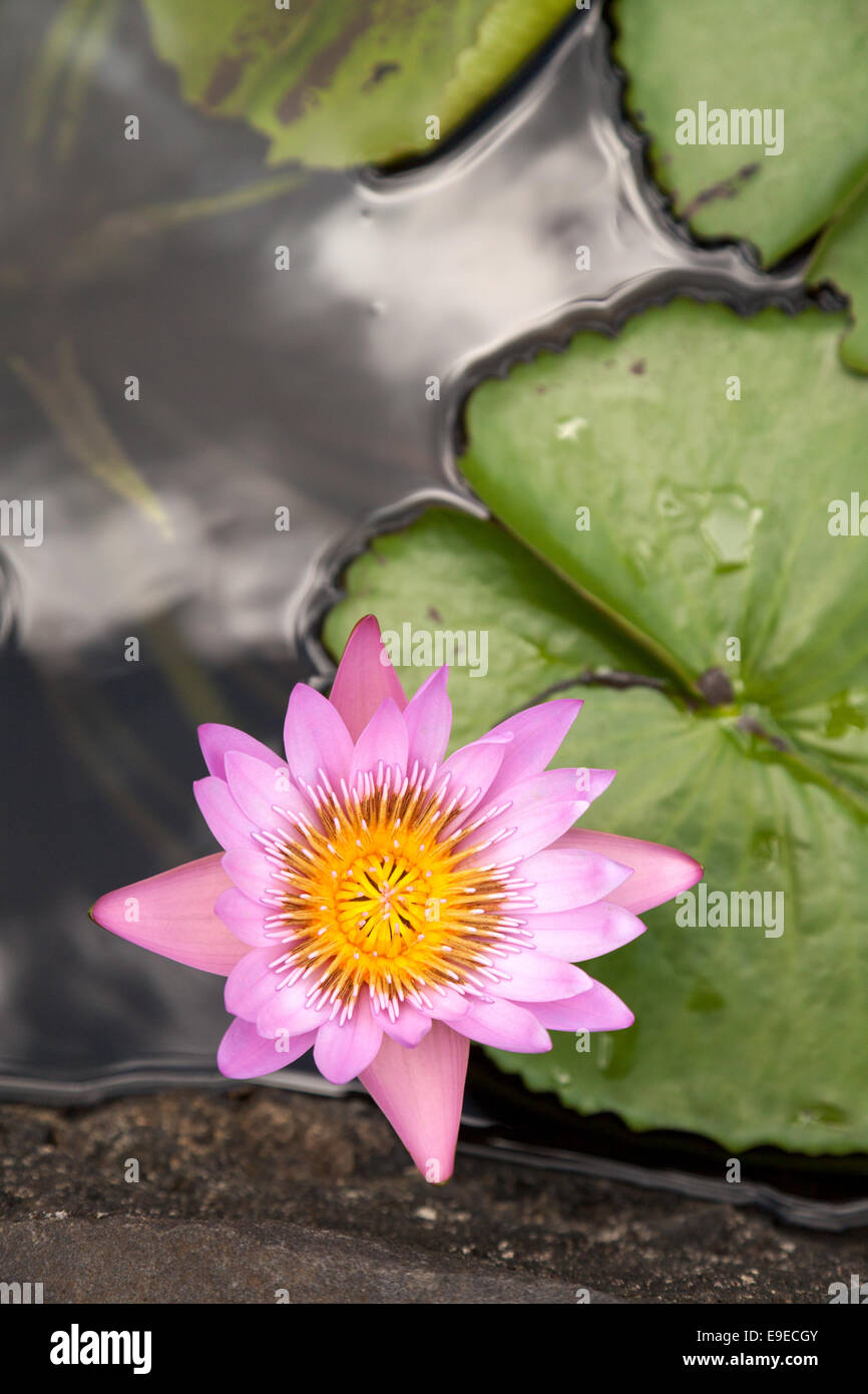 Una rosa acqua giglio fiore, Maurizio Foto Stock