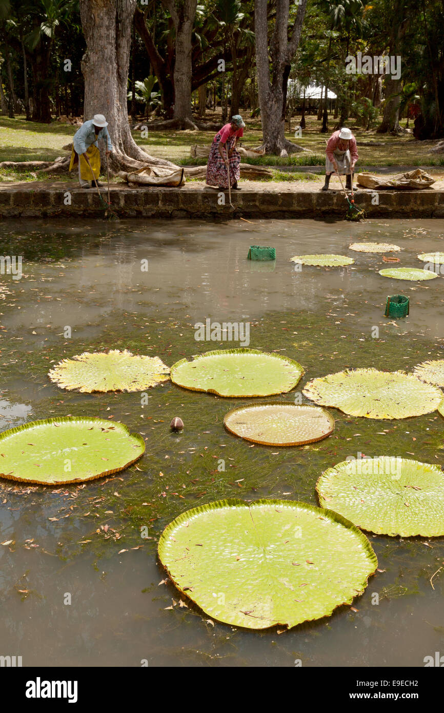 Maurizio locale le donne al lavoro per rimuovere le alghe dal gigante laghetto di ninfee, il Giardino Botanico, Mauritius Foto Stock